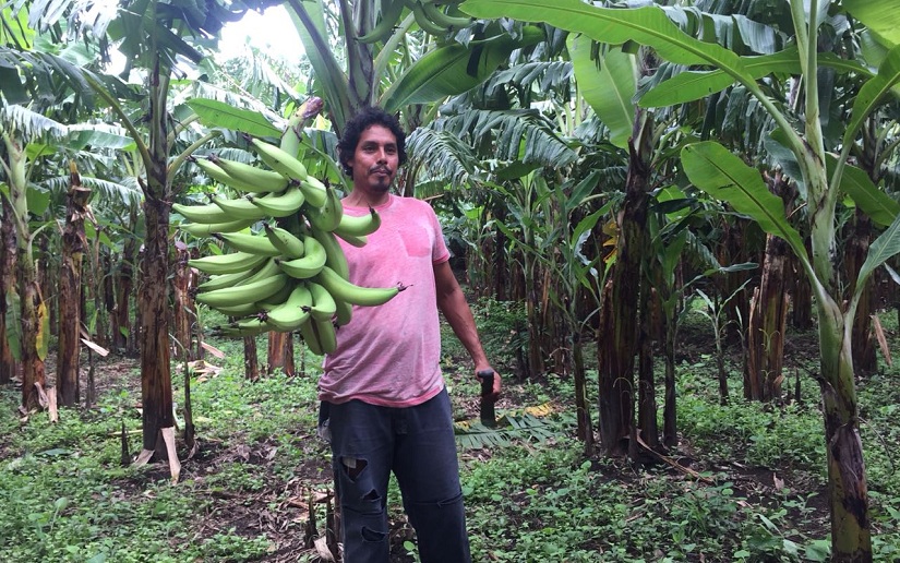 Plantain